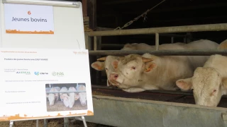 Feder organisait une journée sur la filière Viande pour rechercher une meilleure efficience