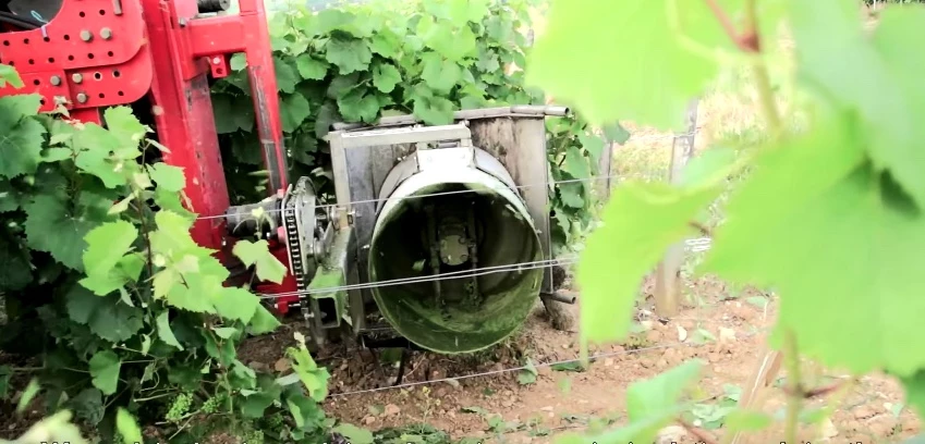 L'effeuillage, des vertus pour la qualité de la récolte