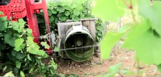 L'effeuillage, des vertus pour la qualité de la récolte