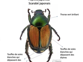 Risque imminent d’introduction du scarabée japonais en Bourgogne-Franche-Comté : les autorités appellent à la vigilance