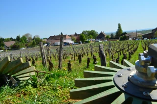 Au Sitevi, le long chemin de la réduction des pesticides
