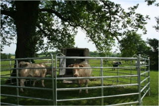Un millier de visiteurs pour une semaine consacrée aux AOP gourmandes à la Maison du Charolais