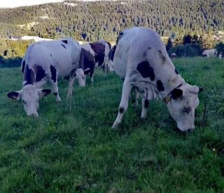Produire du lait non OGM, pourquoi pas moi ?