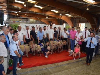 63e concours national du Mouton Charollais, le grand rendez-vous estival !