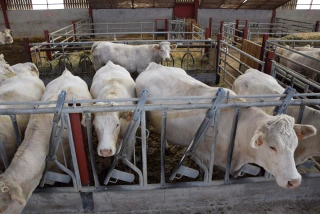 L'échographie est indispensable au suivi de la reproduction