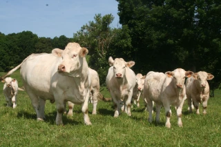Feder mise sur la segmentation du marché de la viande bovine et lance sa propre marque