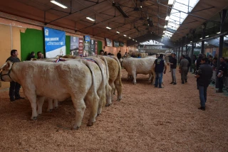 Du nouveau pour la 22ème édition du concours charolais de Gueugnon !