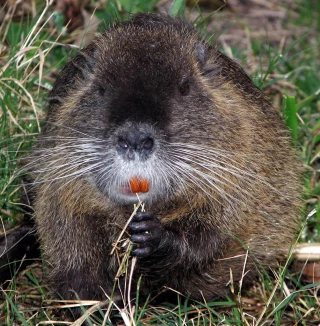 Des espèces invasives et problématiques