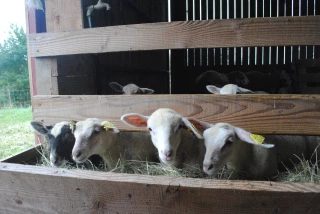 Chronique ovine : pourquoi et comment rationner les agneaux