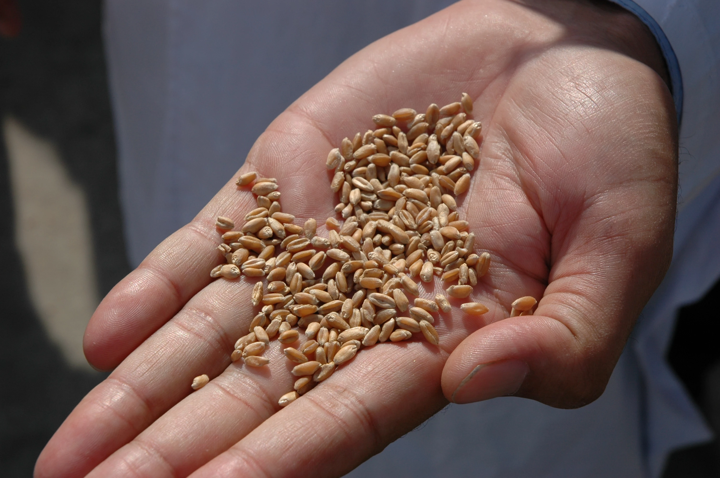 Et si les éleveurs et les producteurs de céréales travaillaient à une contractualisation gagnante ?