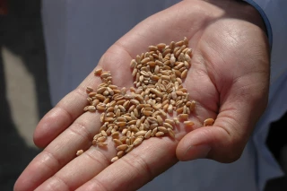 Et si les éleveurs et les producteurs de céréales travaillaient à une contractualisation gagnante ?