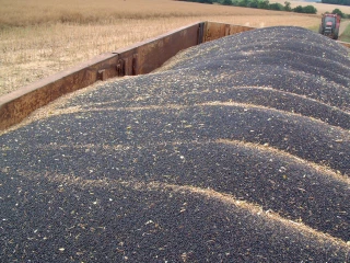 Colza : la campagne avait bien commencé…