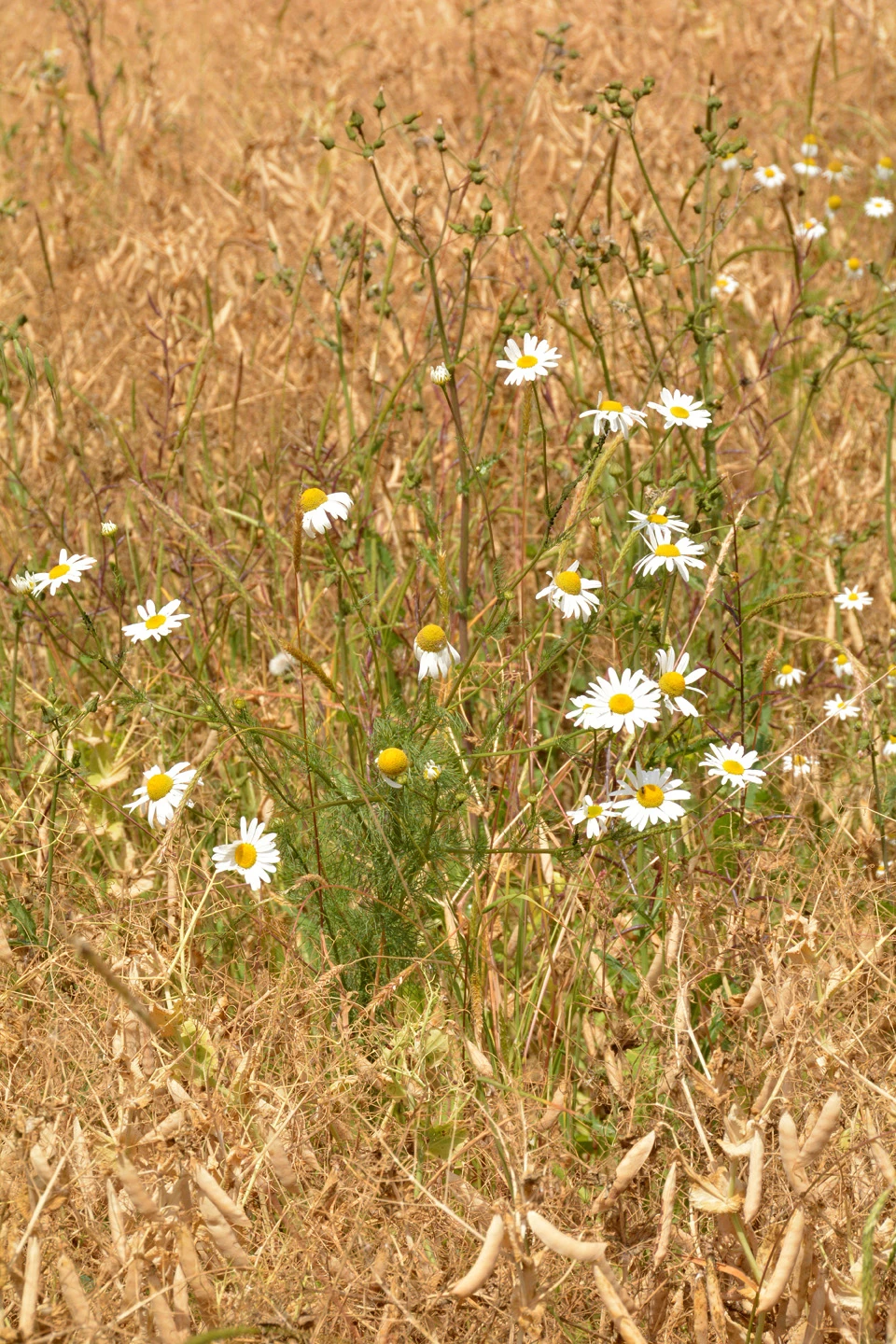 Réussir le désherbage de sa culture de pois d'hiver
