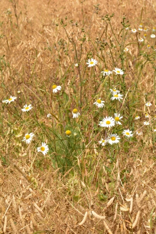 Réussir le désherbage de sa culture de pois d'hiver