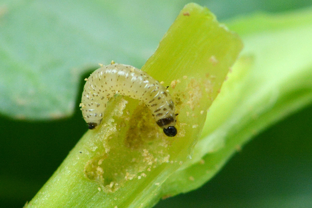 Entre sécheresse et demande croissante, la difficile culture du colza