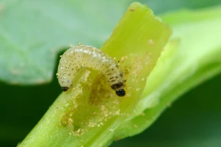 Entre sécheresse et demande croissante, la difficile culture du colza