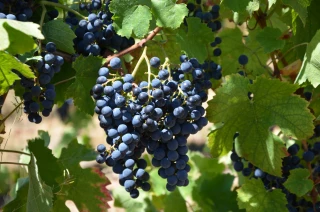 Verre à moitié plein pour le gamaret dans les appellations beaujolaises