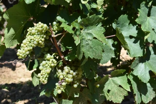 Vendanges 2019 : où sont les grappes ?