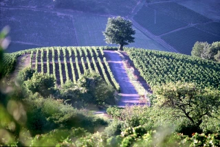 Le Beaujolais labellisé Geopark