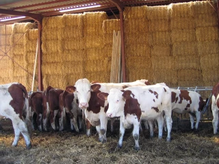 Le marché européen du lait, assaini mais inquiet