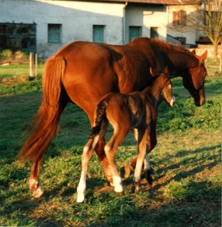 Reconnaissance pour les fermes équestres. Retour sur un acquis syndical.