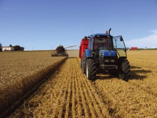Une récolte française en blé proche de la moyenne selon le ministère de l’Agriculture