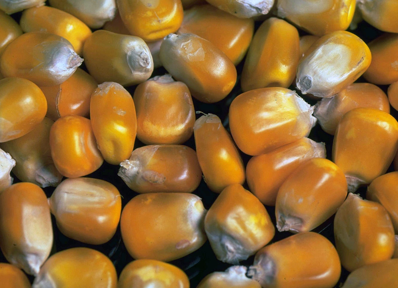 Assemblée générale de l’UFS La France leader mondial de la semence