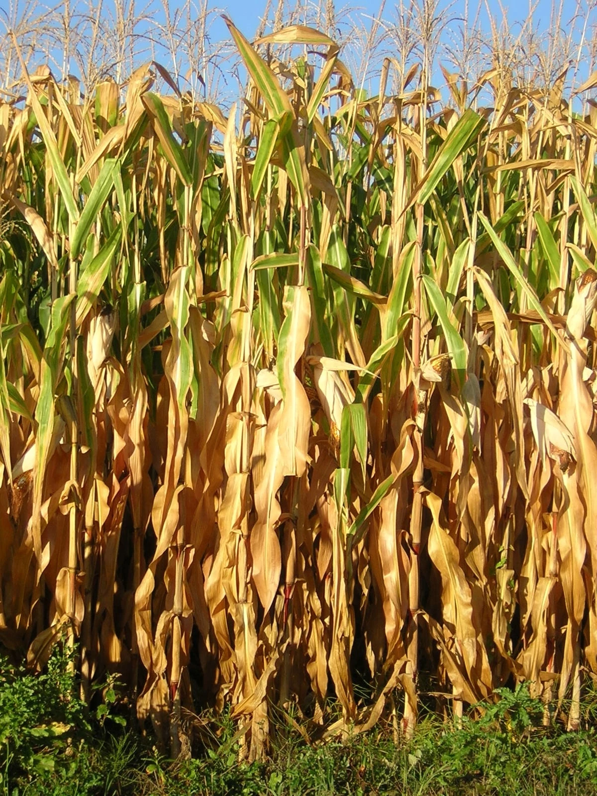 La campagne maïs 2017 marquée par des quintaux sans les prix