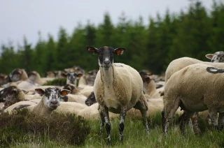 Pour la filière ovine, être berger, c'est un métier d’hier mais aussi de demain
