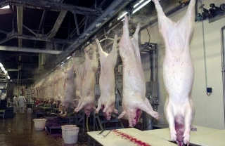 Peste porcine africaine : abattage préventif en Belgique pour s’assurer qu’aucun élevage ne soit touché