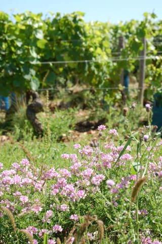 Le vin bio progresse toujours