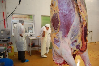 Filière bovins viande européenne,  6,45 M téc produites en 2019 dans les huit principaux états membres, en recul de 140 000 téc
