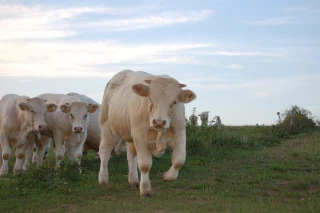 Tendance commerciales