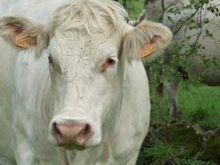 Bovins viande : le manque de rentabilité accentue les décapitalisations
