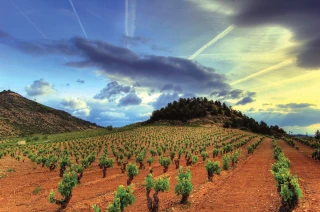 L’Europe toujours en position de leader sur le marché mondial du vin