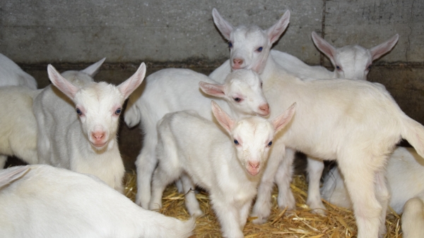 Un plan pour développer l’engraissement de chevreaux fermiers