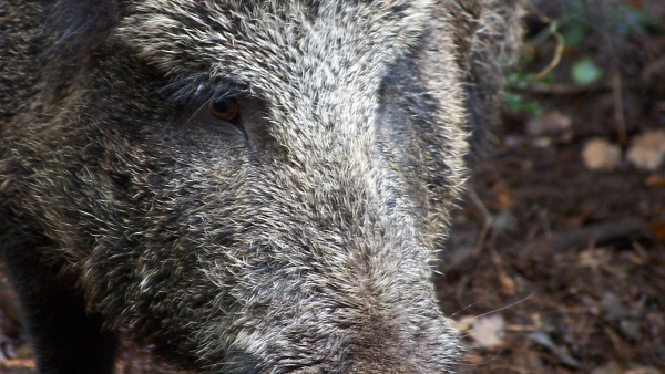 Les projets des chasseurs pour structurer la filière