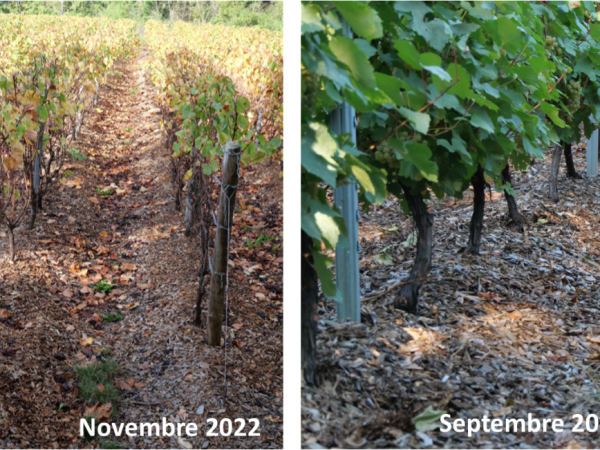 Réchauffement climatique en Bourgogne : les viticulteurs étudient de nouvelles pistes pour contrer les effets 