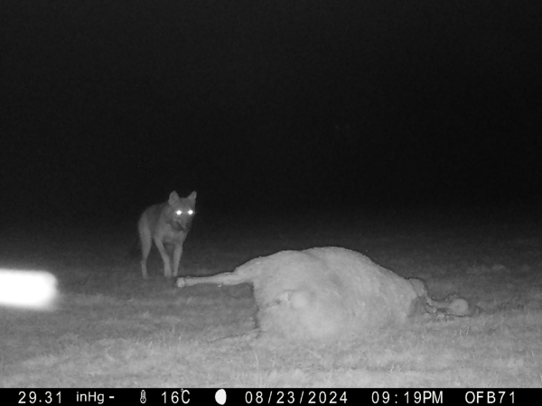 Un loup observé à Savigny-en-Revermont