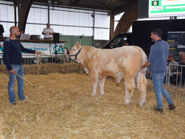 Ambiance et affluence pour le 60e anniversaire de la vente aux enchères de Charolles  !