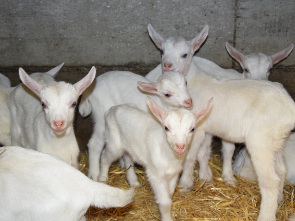 Un plan pour développer l’engraissement de chevreaux fermiers