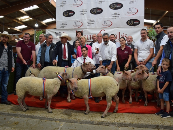 Un concours national de Mouton Charollais plein de nouveautés !