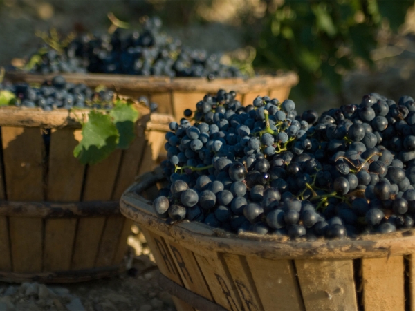 L'achat de vendanges possible