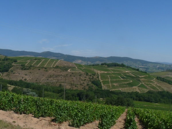 Appellations d'origine : Le dossier Beaujolais/Bourgogne redémarre