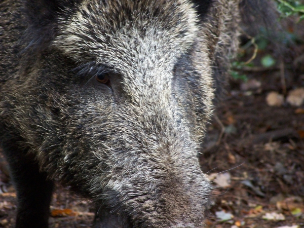 Les projets des chasseurs pour structurer la filière