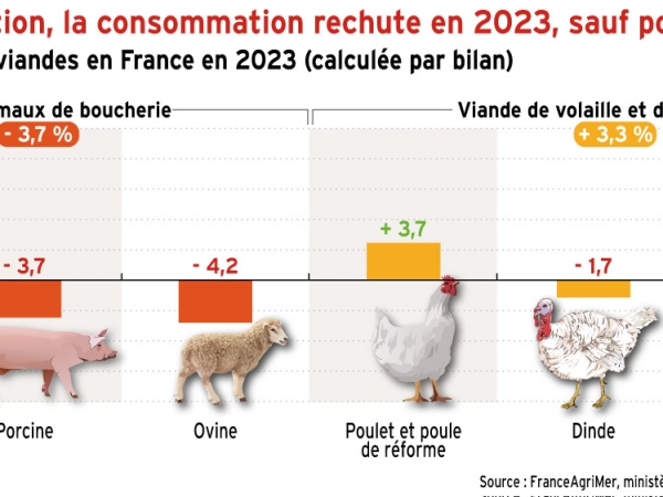 La consommation de viande rechute en 2023, sauf pour les volailles