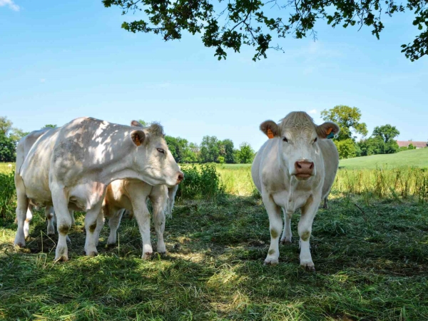 La baisse de la production accroît importations et déficits