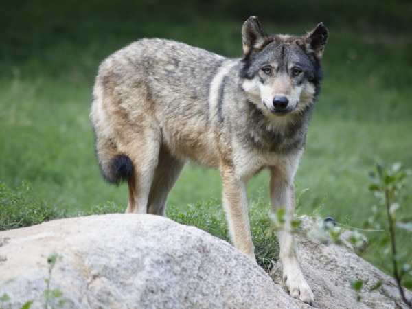 Loup : une première étape vers le déclassement