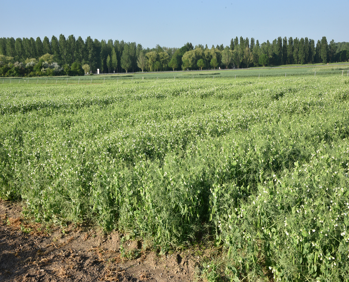 Choisir sa variété de pois d’hiver pour la campagne 2018-2019