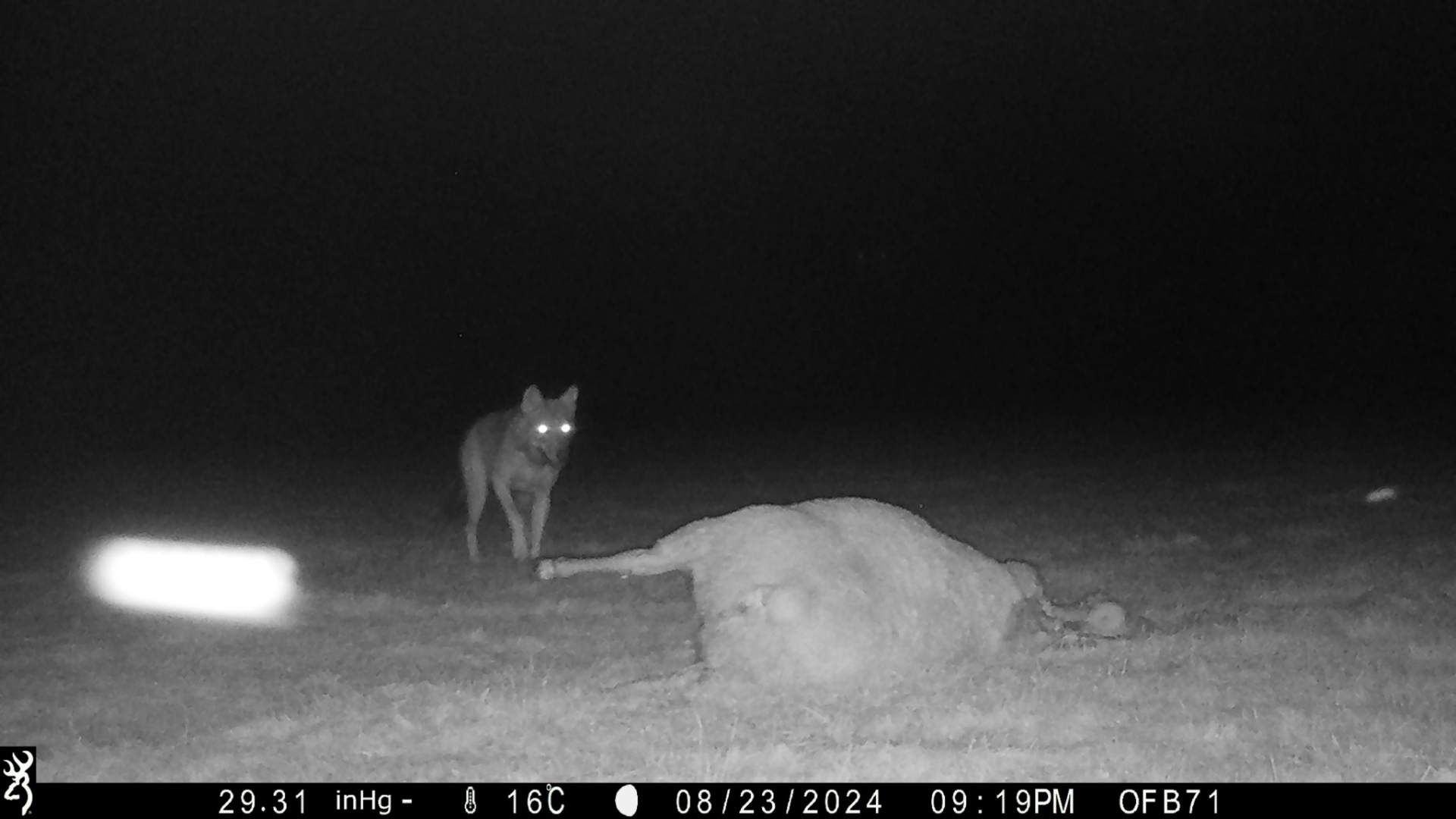 Un loup observé à Savigny-en-Revermont